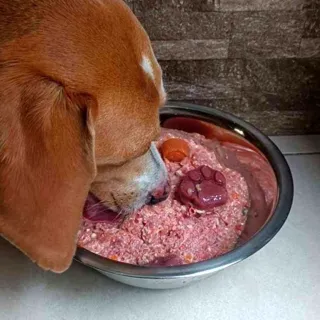 Perro comiendo su ración de CRUBO BARF