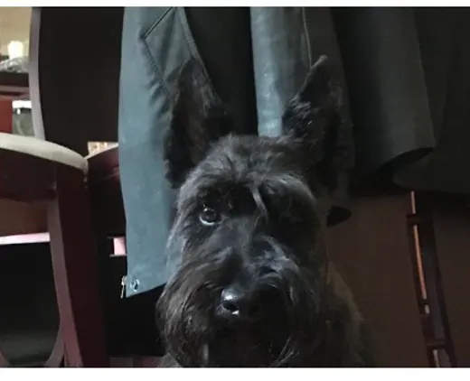 Max, el perro de Jenny Vela, cliente de CRUBO BARF