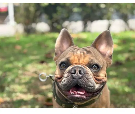 El frenchie de Melina Pogo, cliente de CRUBO BARF