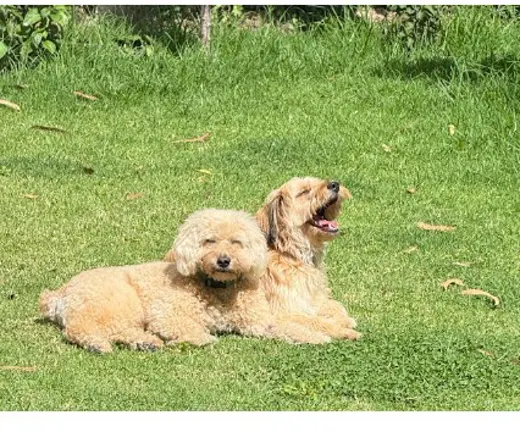 Los perritos de Sandy Moncayo, clientes de CRUBO BARF