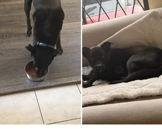 Milo, el perro de Sofía Unda, comiendo CRUBO BARF